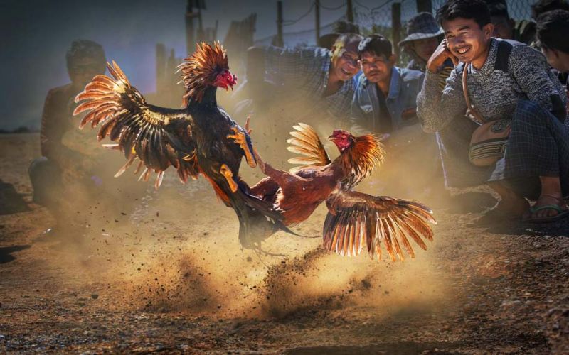 Introduction to SV388 cockfighting in cambodia