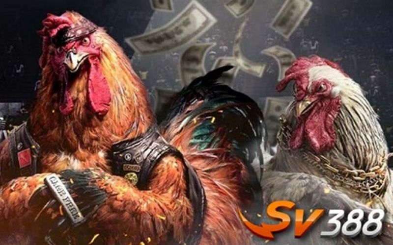 SV388 Cockfighting Review: Is it Safe for Cambodian Players?